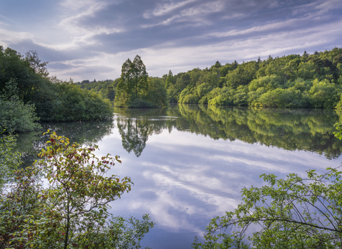 A view of Adel Dam Nature Reserve mainly the body of water surrounded by trees