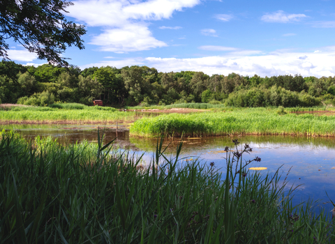 A sunny view of Potteric Carr nature reserve. Blue skies and green grass.