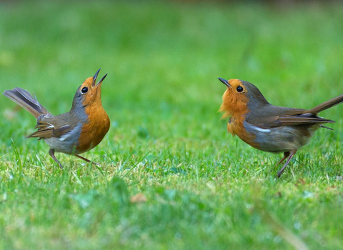 robins