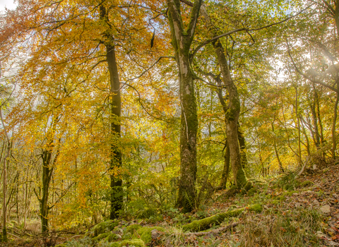 Stunning autumnal colours Grass Wood - TOS Sara