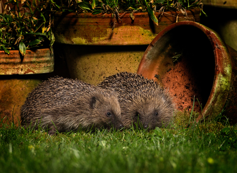 Two hedgehogs together in a garden