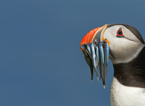 A puffin with sand eels in its beak