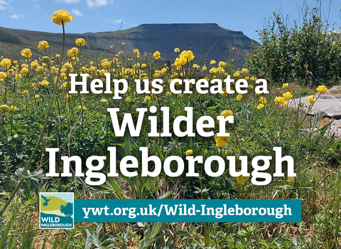 text overlay over a photo of Ingleborough mountain and yellow globeflowers in the forefront