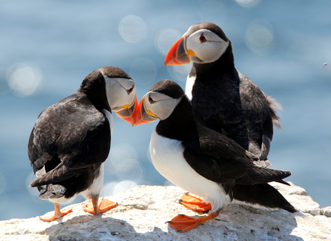 Three puffins stood together on a ciff top.