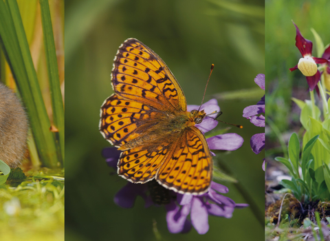 A water vole, lady's slipper orchid and pearl-bordered fritillary butterfly