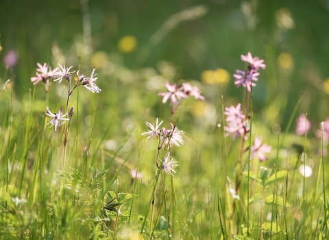 pale pink ragged robin wildflowers in a green meadow on a summer's day. There are blurred out yellow flowers in the background