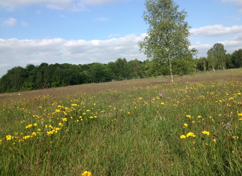 View of a grassland meadow with yellow flowers dotted through it and some trees in the distance.