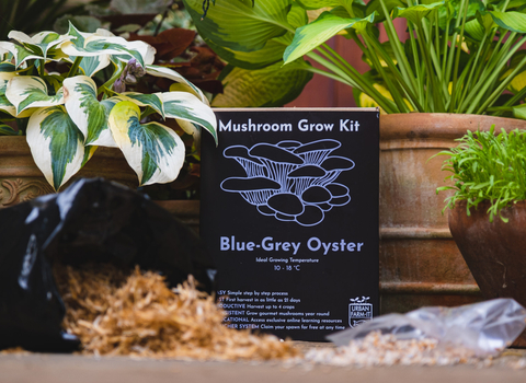 a box containing a mushroom grow kit laid out between plant pots for a photo mock up