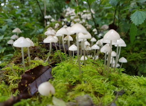 magical fairy looking white cone shaped toadstools growing out of a mossy tree branch on the woodland floor