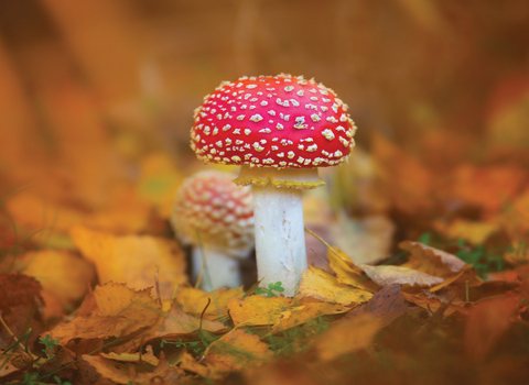 Two fly agaric toadstools on the brown leaflittered woodland floor. The fungi have white stems and red tops with white spots and are the classic fairytale mushroom