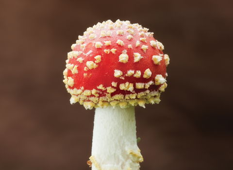 Single fly agaric toadstool red top with white spots and white stem, on top of some green moss.