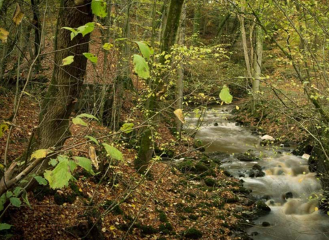 Skipton Castle Woods