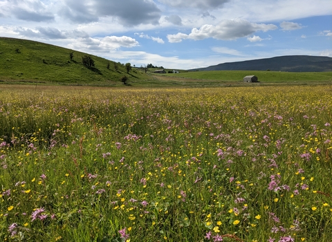 A bright wildflower meadow