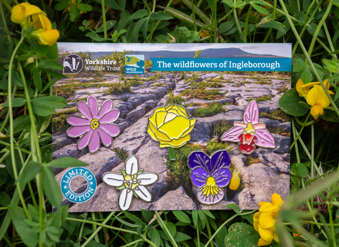 A set of 5 metal pin brooch badges depicting 5 different wildflowers you are likely to find on Ingleborough. They are attached to a small piece of card which has the image of Ingleborough on it so it looks like the pin badge flowers are dotted over the limestone pavements. This piece of card is resting on green grass with some yellow flowers.