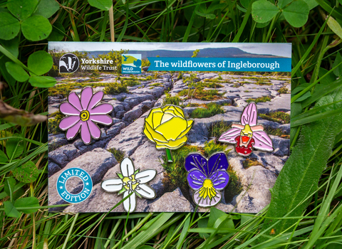 A set of 5 metal pin brooch badges depicting 5 different wildflowers you are likely to find on Ingleborough. They are attached to a small piece of card which has the image of Ingleborough on it so it looks like the pin badge flowers are dotted over the limestone pavements