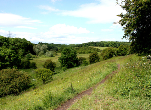 A lively, green wild dlower meadow at Brockadale.