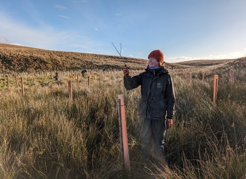 woman stood in the Dales planting a tree