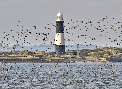 flock of birds over the humber with Spurn lightouse on the peninsula in the background