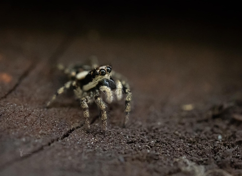 black and white stripy small spider with cartoon looking eyes ona dark brown surface.