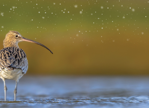 Curlew from behind with its head turned to the right standing in shallow water