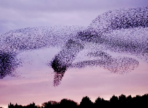 A swan shaped starling murmuration.