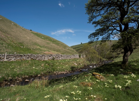 A small stream winding through a field, with a dry stone wall on the far side and a tree in the foreground. Yellow primroses grow in clusters in the grass.