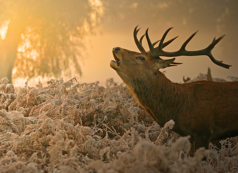 Red deer stag in orange autumn morning light, The Wildlife Trusts