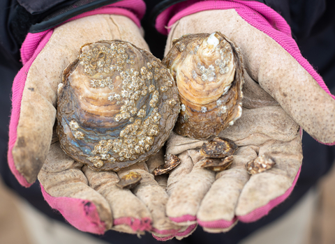 Gloved hands holding native oysters 