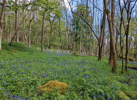 A bluebell carpet at Grass Wood