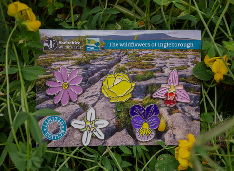 Wild Ingleborough pin badges