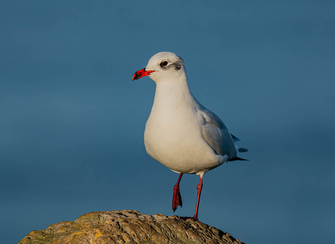 A Mediterranean gull in winter plumage stands on a rock