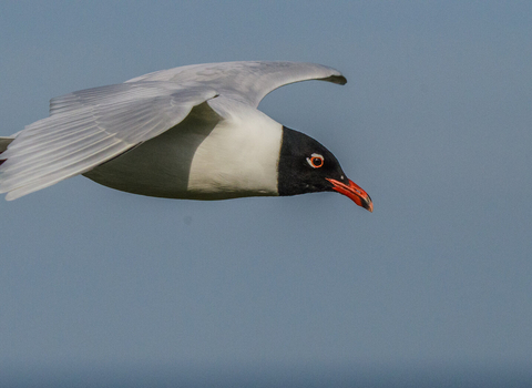 An adult Mediterranean gull in summer plumage glides through the sky, showing its white wing tips, black hood and bright red beak